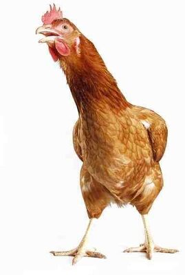 Air Chilled Chicken Breast